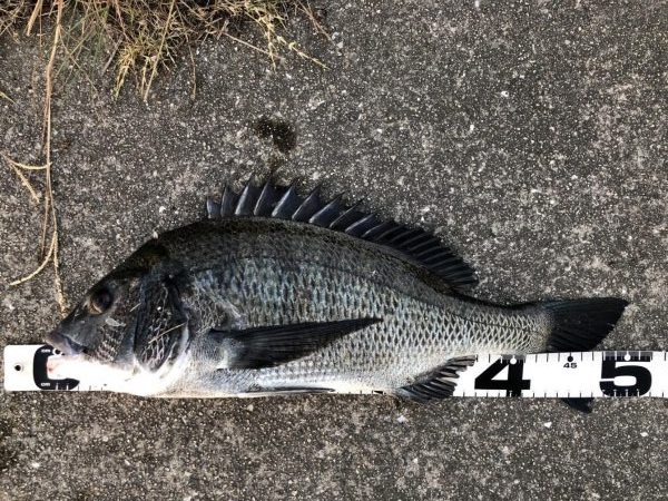 姫路年無し3枚‼️（イチノ兄弟）