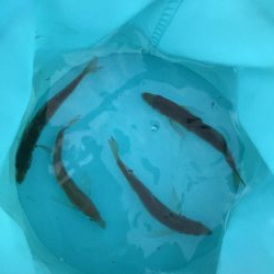 青物不在！アジ渋め