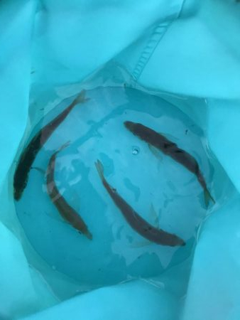 青物不在！アジ渋め