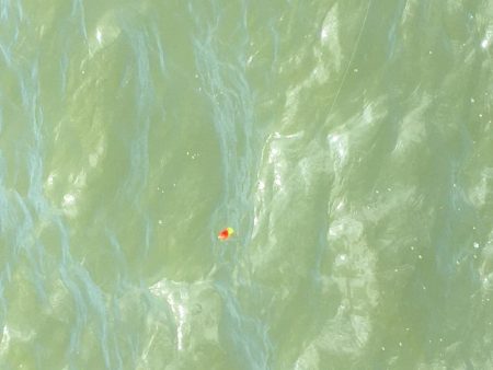 ファミリーサビキ