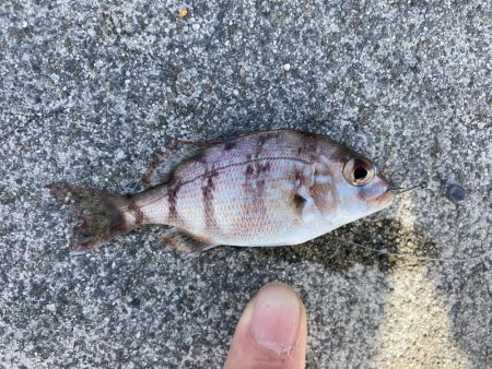 東二見人工島ヘチ釣り五目