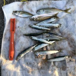 のませでがっしー