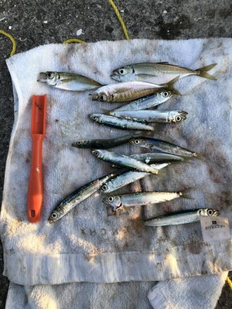 のませでがっしー