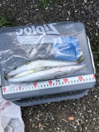 ジギングでカマス