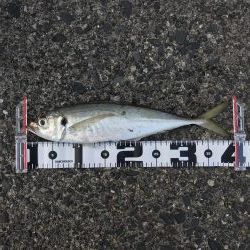 カマスまだいた