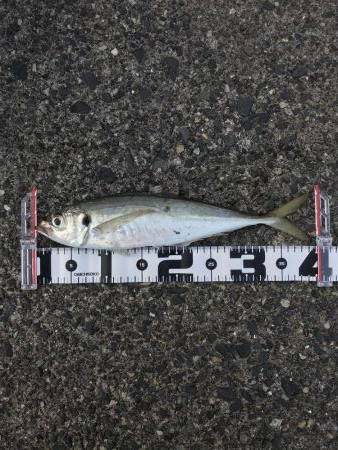 カマスまだいた