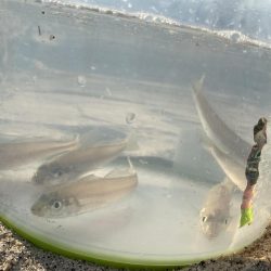 朝からキス狙い