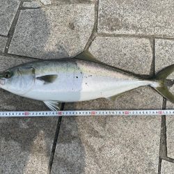 げき渋の中なんとか一本