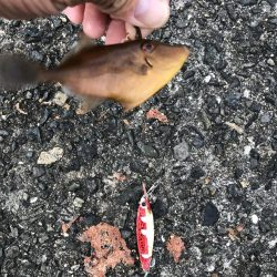 渋い三連休　最終日