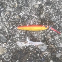 メジロ・ツバス