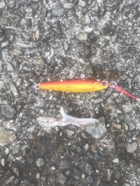 メジロ・ツバス