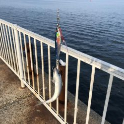 ライトショアジギングで初めての魚種