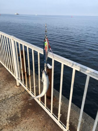 ライトショアジギングで初めての魚種