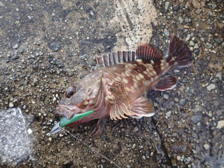 武庫一でライトワインド!