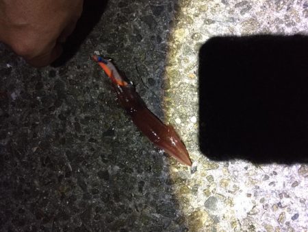 ケンサキチャレンジ