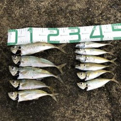 朝マズメアジング