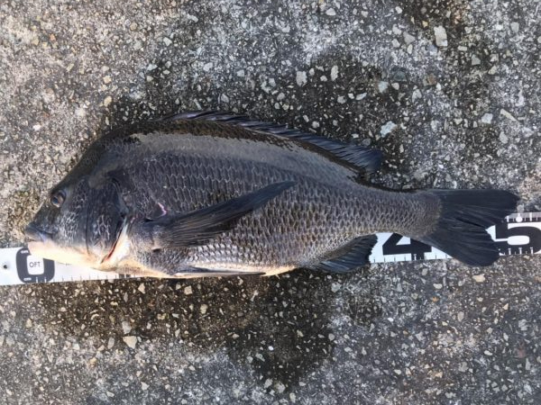 イチノ兄弟、釣果！