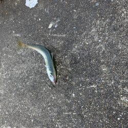 盆休み最終日・・・