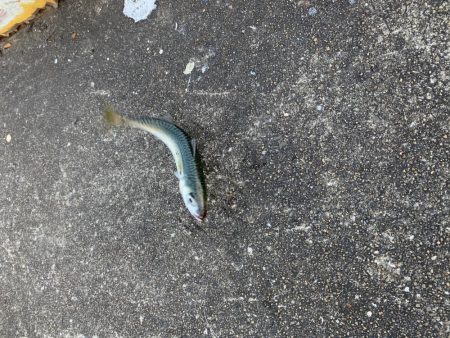 盆休み最終日・・・