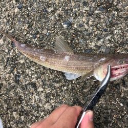 豆アジで呑ませ