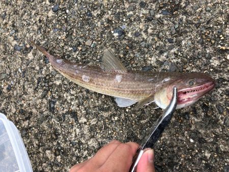 豆アジで呑ませ