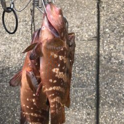 梅雨明けの根魚祭り