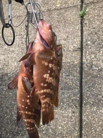 梅雨明けの根魚祭り