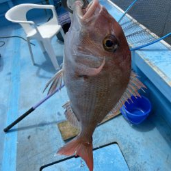 エビラバ&落とし込み釣行