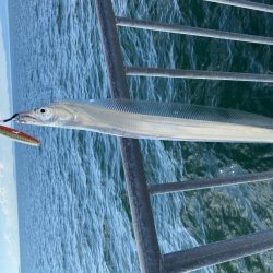 ツバス　太刀魚