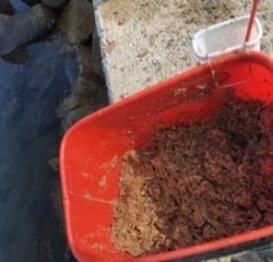 朝イチ のちサバサバサバ