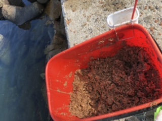 朝イチ のちサバサバサバ