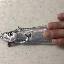 今年初タチウオ