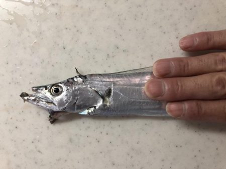 今年初タチウオ