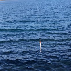 きまぐれ新子調査