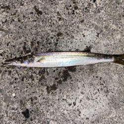 アジング中の思わぬゲスト