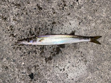 アジング中の思わぬゲスト