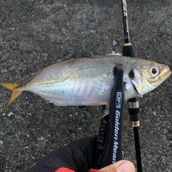 連チャンアジング