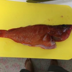 根魚にワーム初使用