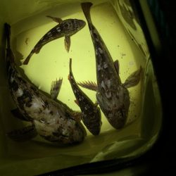 夜釣りでガッシー先輩