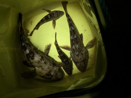 夜釣りでガッシー先輩