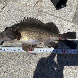 太刀魚青物ともに不発