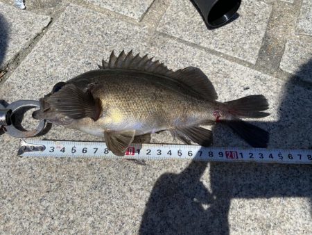 太刀魚青物ともに不発