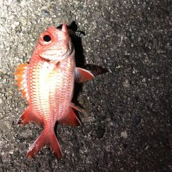 金魚かと思った!