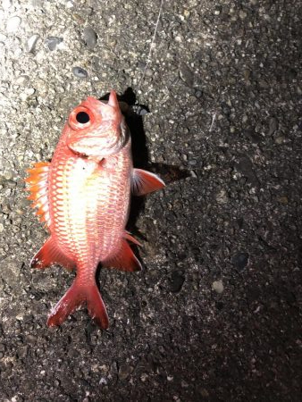 金魚かと思った!