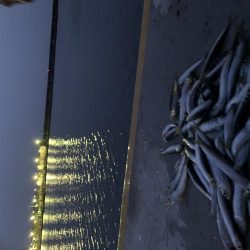 用事のついでに釣り