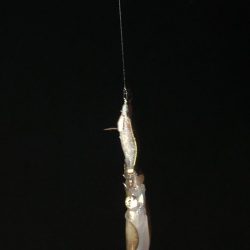 新子のご機嫌は?