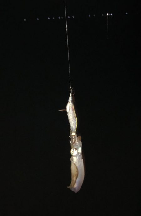 新子のご機嫌は?