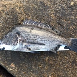 イチノ兄弟、釣果!