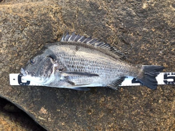 イチノ兄弟、釣果!