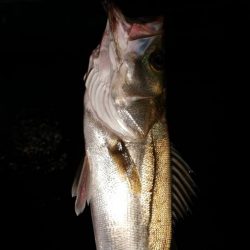 ニューロッド&ニューリール入魂完了